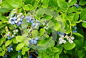 Ripe blueberries (Vaccinium Corymbosum) in homemade garden. Fresh bunch of natural fruit growing on branch on farm.