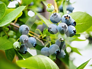Ripe blueberries (Vaccinium Corymbosum) in homemade garden. Fresh bunch of natural fruit growing on branch on farm.