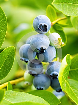 Ripe blueberries (Vaccinium Corymbosum) in homemade garden. Fresh bunch of natural fruit growing on branch on farm.