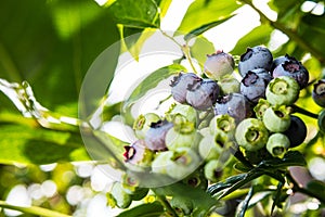 Ripe blueberry berries on the bush. Homegrown huckleberry in the backyard close up. Highbush or tall blueberry cluster