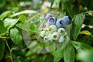 Ripe blueberry berries on the bush. Homegrown huckleberry in the backyard close up. Highbush or tall blueberry cluster