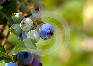 Ripe blueberry cluster