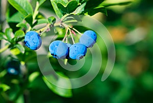 Ripe blueberry cluster