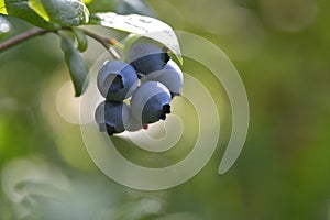 Ripe blueberry cluster on a blueberry bush