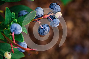 Ripe blueberry cluster on a blueberry bush in ukrainian garden