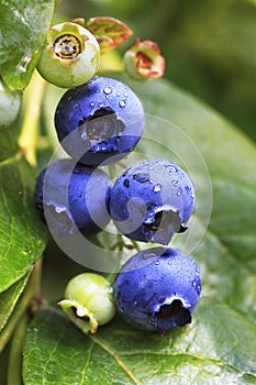 Ripe Blueberry Cluster on Bush