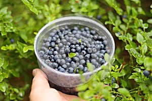 Ripe blueberry harvest, wild forest berry