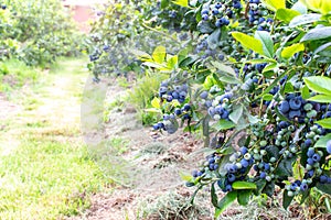 Ripe blueberry on the plantation