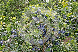 Ripe blueberry on the plantation