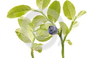 Ripe Blueberry on twig on white background