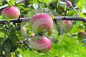 Ripe blused apples hanging on a tree ready for picking