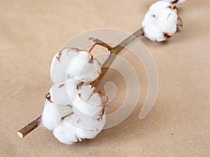 ripe bolls with cotton close up on twig on brown