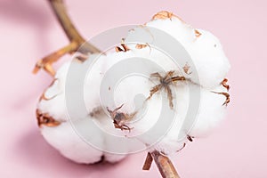 Ripe bolls with cottonwool close up on pink