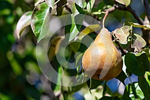 Ripe bosc pears on the tree, with multicolor background