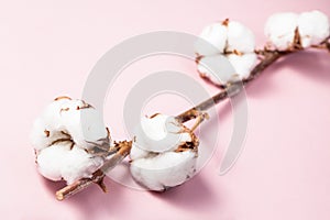 Ripe branch of cotton plant on pink pastel paper