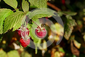 Ripe branch of raspberry on bush in the garden