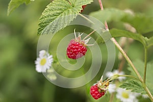 Ripe branch of raspberry on bush in the garden