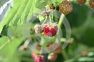 Ripe branch of raspberry on bush in the garden