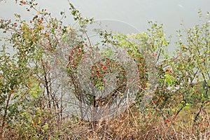 Ripe briars are hanging on branches