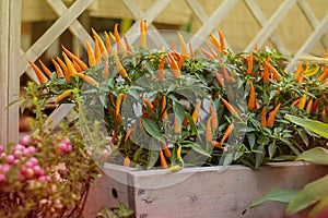 Ripe bright orange hot chili peppers on plant. Selective focus. Horizontal with copy space. Wallpaper about garde design