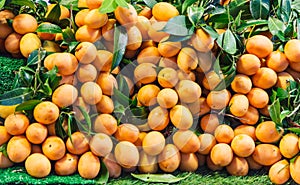Ripe Bright Orange Sweet Maprang Marian Mango, Plum Mango, Marian Plum, Gandaria, Mayong Chid, traditional Thai tropical fruit