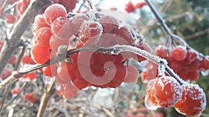 Ripe bright red berries of viburnum in the garden covered in rain drops and crystal white snow