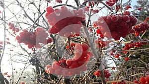 Ripe bright red berries of viburnum in the garden covered in rain drops and crystal white snow