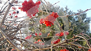 Ripe bright red berries of viburnum in the garden covered in rain drops and crystal white snow