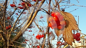 Ripe bright red berries of viburnum in the garden covered in rain drops and crystal white snow