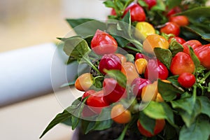 Ripe bright red hot chili peppers on plant. Selective focus. Horizontal with copy space. Wallpaper about gardening and