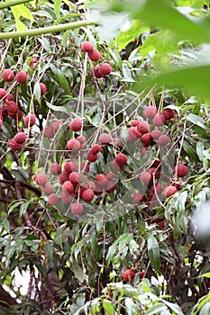 Ripe, bright red lychees on the lychee tree in the garden