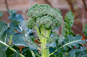 Ripe broccoli cabbage growing in garden
