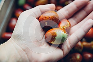 Ripe broun jujube chinese dates on the hand, close up