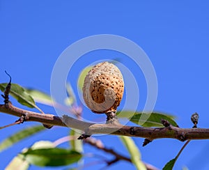 Ripe brown almond nut growing on tree on blue sky background