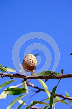 Ripe brown almond nut growing on tree on blue sky background