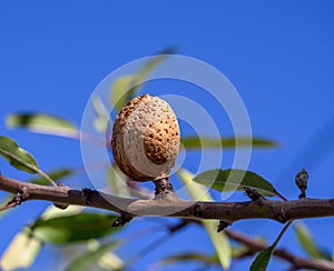 Ripe brown almond nut growing on tree on blue sky background