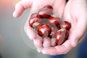 Ripe brown chestnuts foreground in male hands. Food for wild animals. Autumn