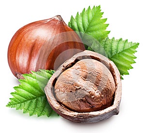 Ripe brown hazelnut and kernel of hazelnut. Clipping path.