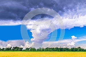 Ripe of brown paddy rice field with beautiful sky and cloud