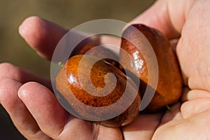 Ripe brown Ziziphus jujuba fruits  Chinese dateI on the hand