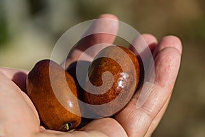 Ripe brown Ziziphus jujuba fruits  Chinese dateI on the hand.