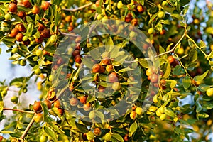 Ripe brown Ziziphus jujuba fruits with leaves on a Chinese date branch. Nature concept.