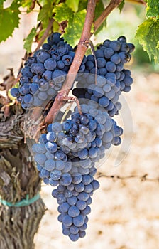 Ripe Brunello grapes, Sangiovese. Tuscany, Italy