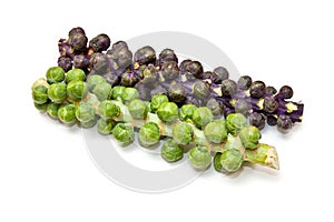 Ripe Brussels sprouts