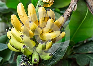 Ripe bunch of bananas on the palm.