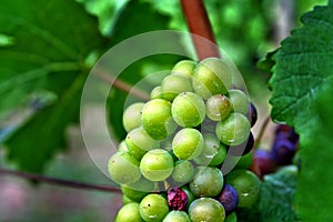 Ripe bunch of colorful grapes