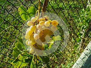 Ripe bunch of grapes of amber at the fence