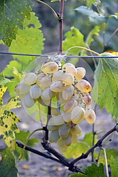 Ripe bunch of grapes on a bush