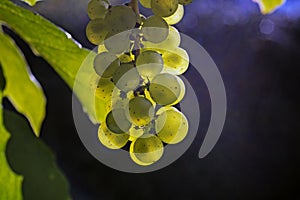 Ripe bunch of grapes