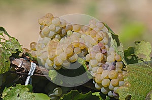 Ripe bunch of grapes on the vine